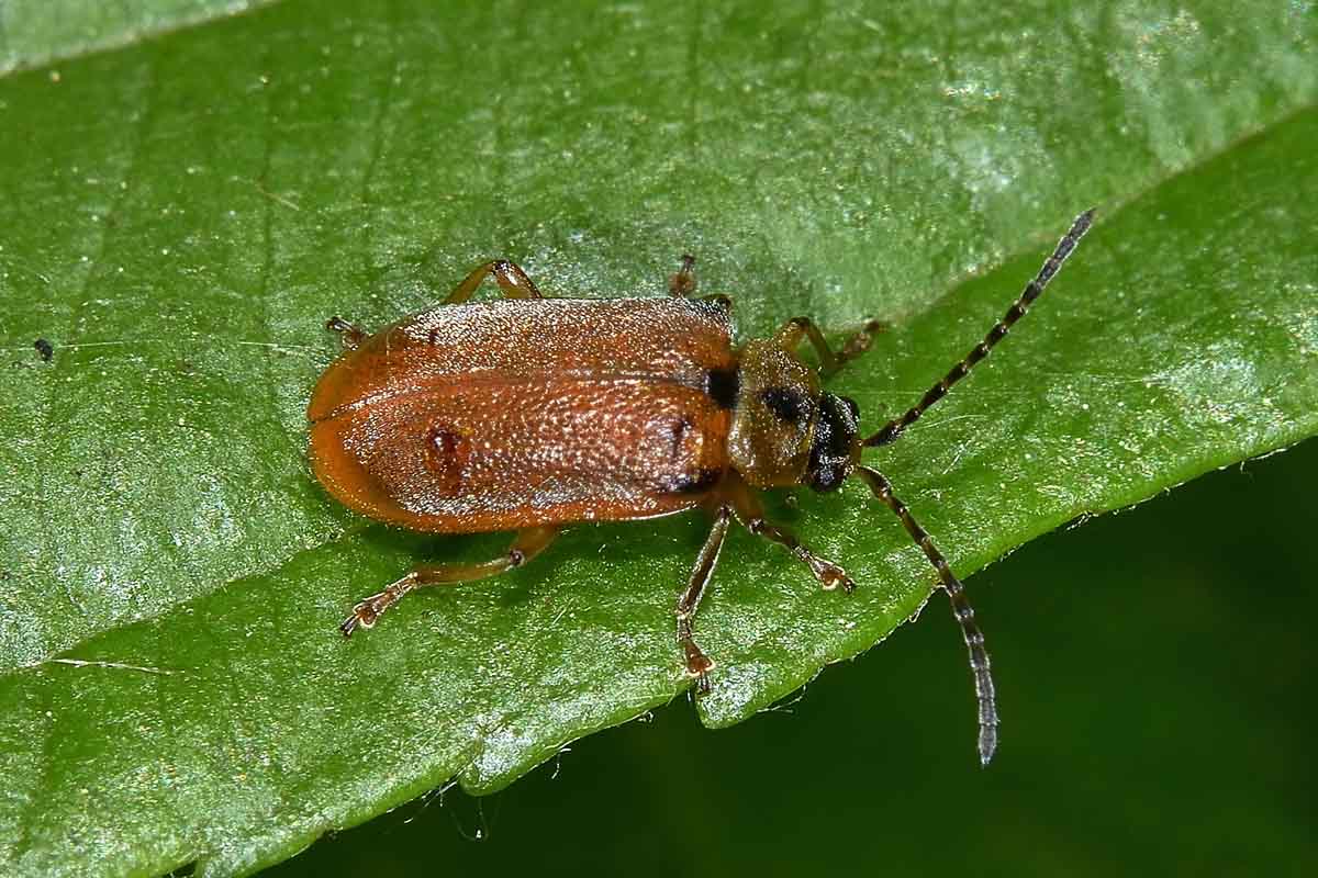 Galerucella lineola, Chrysomelidae